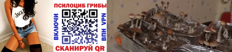 Галлюциногенные грибы ЛСД  купить наркотики цена  Аргун 