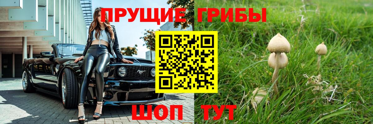 Псилоцибиновые грибы прущие грибы  Вход с VPN  Аргун  Галлюциногенные грибы Psilocybe 